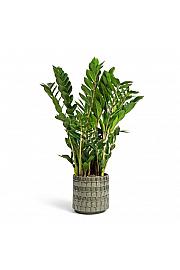 ZAMIOCULCAS; Ø12