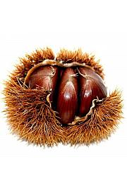 Castanea sativa Bouche de Betizac C7,5 Lit. 160-180 cm