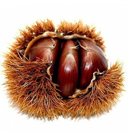 Castanea sativa Bouche de Betizac C10 Lit. 180-200 cm