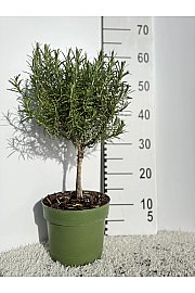 Rosmarinus officinalis Ø18 Na Steblu 20 cm