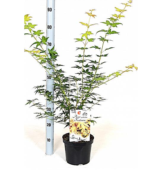 Acer palmatum Katsura C3 Lit. 30-40 cm