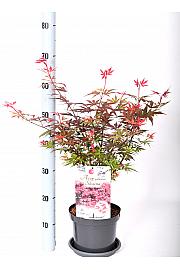 Acer palmatum Shaina C3 Lit. 30-40 cm