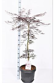 Acer palmatum Fire cracker C15 Lit. 60-80 cm