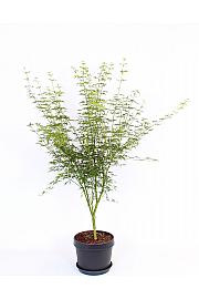 Acer palmatum Seiryu C15 Lit. 60-80 cm