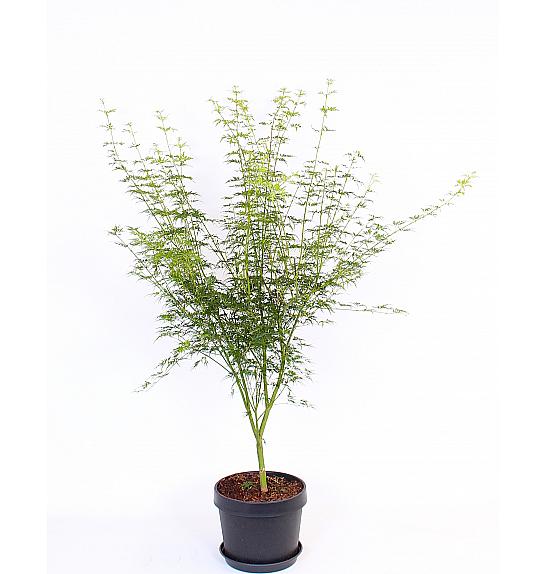 Acer palmatum Seiryu C15 Lit. 60-80 cm