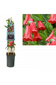 Lapageria Rosea C2,5 Lit. 40-60 cm
