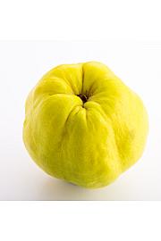 Cydonia oblonga Leskovačka C5 Lit. 60-80 cm