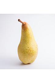 Pyrus communis Gellert's Butterbirne C10 Lit. 125-150 cm