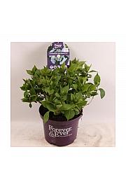Hydrangea teller Forever&Ever® Mix C5 Lit. 30-40 cm