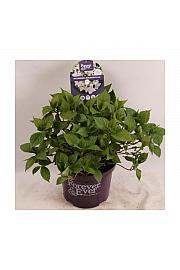 Hydrangea teller Forever&Ever® Pink C5 Lit. 30-40 cm