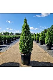 Picea glauca conica Perfecta C18 Lit. 70-80 cm