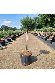 Pinus sylvestris Watereri C8 Lit. Na steblu 40 cm