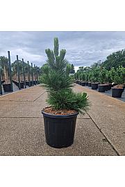 Pinus thunbergii Thunderhead C15 Lit. 60-70 cm