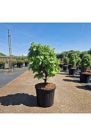 Carpinus betulus Monumentalis C20 Lit. 60-70 cm