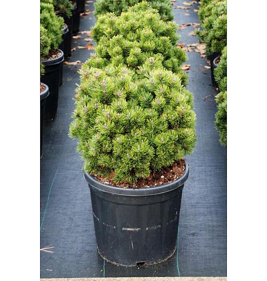 Pinus mugo Picobello C18 Lit. 35-40 cm