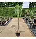 Larix kampferii Stiff Weeper C25 Lit. Na steblu 180 cm