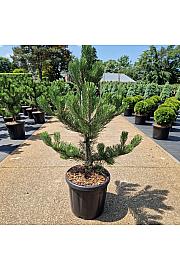 Pinus nigra Oregon Green C18 Lit. 70-80 cm