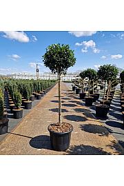 Ilex meserveae Blue Maid C35 Lit. Na steblu 80 cm Krošnja 50/+ cm