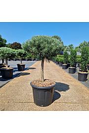 Pinus sylvestris Watereri C35 Lit. Na steblu 40 cm Krošnja 50 cm