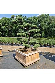 Juniperus media Hetzii v lesenem koritu 110x110 cm 200-250 cm Bonsai