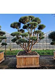 Pinus sylvestris Watereri v lesenem koritu 125x125 cm 225-250 cm Bonsai