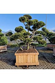 Pinus mugo Gnom v lesenem koritu 120x120 cm 200-225 cm Bonsai