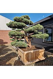 Pinus sylvestris Watereri Nr. 2 v lesenem koritu 135x135 cm; 240 cm; Krošnja 230-240 cm Bonsai