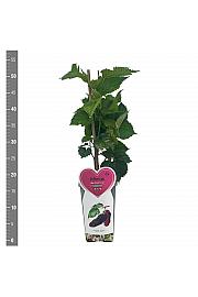 Morus alba Giant Fruit C3 Lit. 25-35 cm