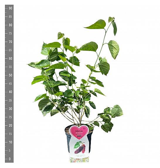 Morus alba Giant Fruit C5 Lit. 30-40 cm