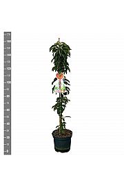 Malus domestica Red Sensation C12 Lit. 125-150 cm Stebričasta