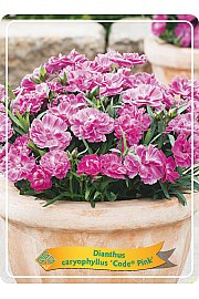 Dianthus caryophyllus Code Pink Ø11