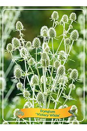 Eryngium Victory White Ø11