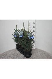 Picea glauca Super Green C3 Lit. 40 cm