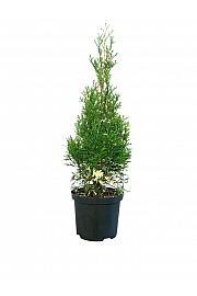 Thuja occidentalis Smaragd Variegata C2,5 Lit. 20-25 cm