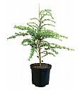 Tsuga heterophylla C2,5 Lit. 30-40 cm