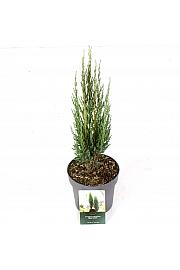 Juniperus scopulorum Blue Arrow C2,5 Lit. 30-40 cm
