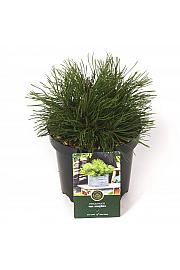 Pinus mugo Mughus C2,5 Lit. 20-25 cm