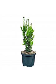 Taxus media Hillii C2,5 Lit. 25-30 cm