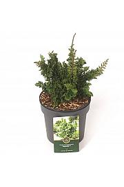 Thuja occidentalis Malonyana Holub = Sagrada C2,5 Lit. 20-25 cm