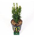 Taxus baccata David C2,5 Lit. 30-40 cm