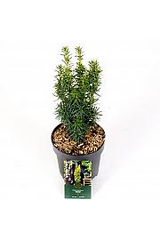 Taxus baccata David C2,5 Lit. 30-40 cm