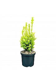 Taxus media Tymon ᴾᴮᴿ C2,5 Lit. 30-40 cm