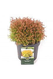 Thuja occidentalis Fire Chief® C2,5 Lit. 15-20 cm