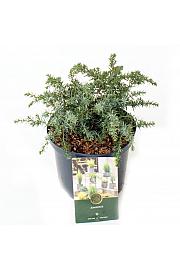 Juniperus communis Silver Carpet G.A. C2,5 Lit. 20-25 cm