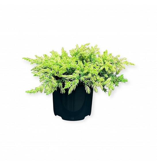 Juniperus conferta Sunflower ᴾᴮᴿ C2,5 Lit. 20-25 cm