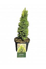 Picea glauca Sun on the Sky PBR C2,5 Lit. 20-25 cm