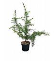 Cedrus deodara C2,5 Lit. 25-30 cm