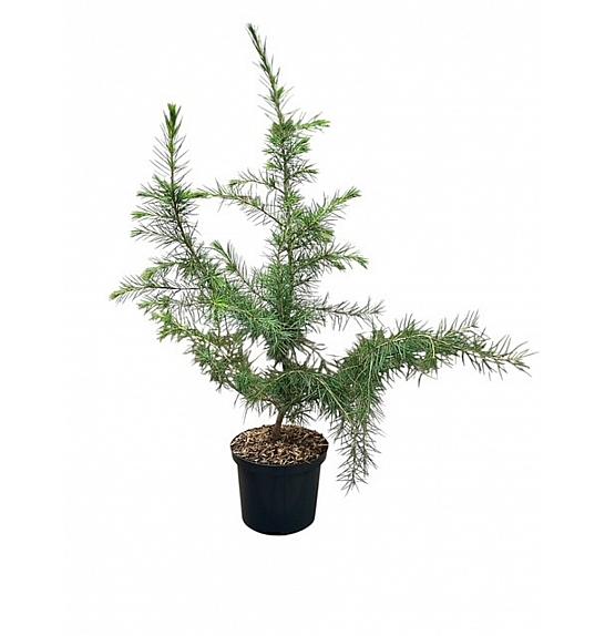 Cedrus deodara C2,5 Lit. 40-50 cm