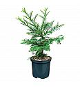 Sequoia sempervirens C2,5 Lit. 30-40 cm