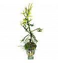 Cryptomeria japonica Kyara Gold ᴾᴮᴿ C2,5 Lit. 30-40 cm